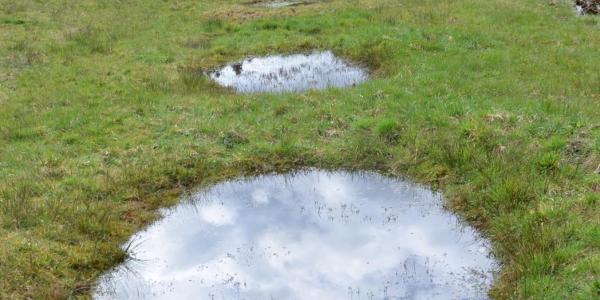 Plusieurs mares peu profondes dans une prairie