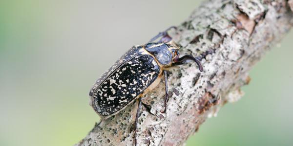 Polyphylla fullo © Andreas Sanchez