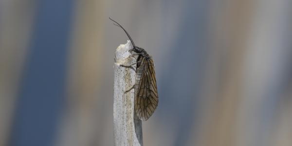 Sialis lutaria (Neuropterida, Megaloptera) (© Christian Monnerat)