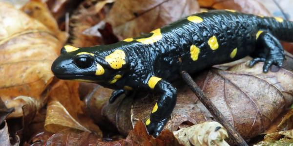 Schwarzer Salamander mit gelben Punkten
