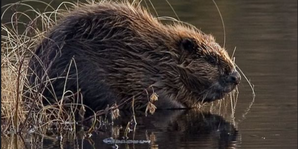 castor au bord de l'eau