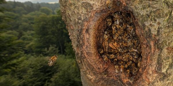 Abeilles mellifères sauvages en Europe © Ingo Arndt
