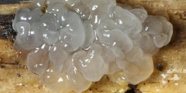 funghi gelatinosi