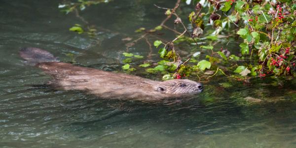 Castor dans l'eau