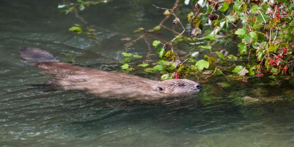 Biber im Wasser