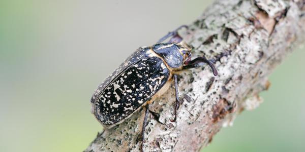 Polyphylla fullo (©Andreas Sanchez)