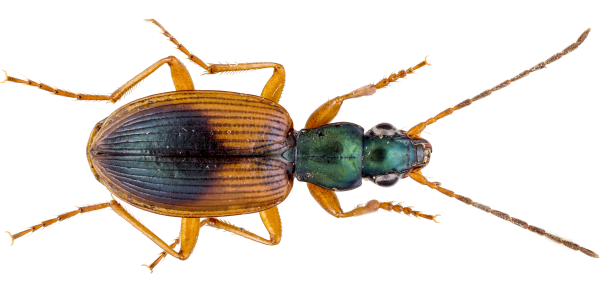 Carabidae