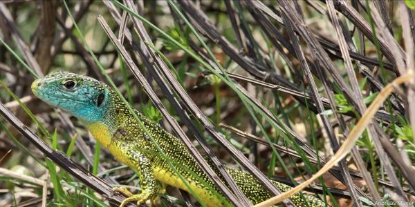 Reptilien Andreas Meyer