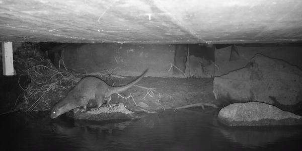 Fischotter unter einer Brücke (© Amt für Jagd und Fischerei Graubünden)