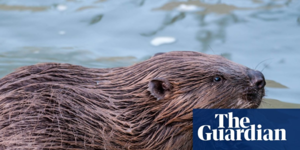 Un castor dans l'eau