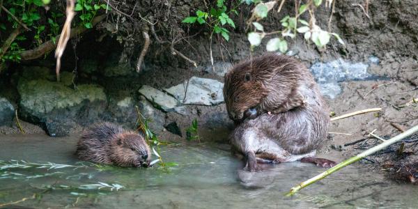 Femelle castor avec son petit (© Christof Angst)