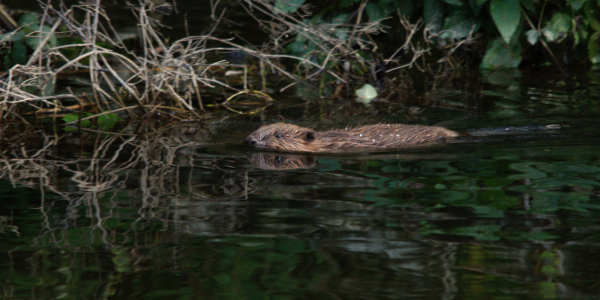 Castor qui nage, la tête hors de l'eau (© Maxime Chèvre)
