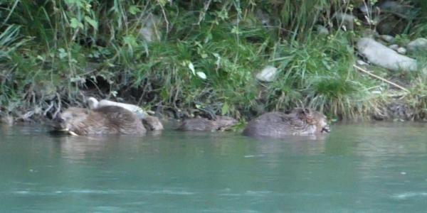 Première reproduction de castor depuis plus de 200 ans ans le Parc naturel régional Gruyère Pays-d'Enhaut