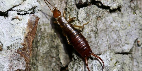 Insecte: forficule