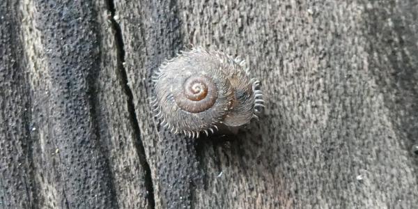 escargot