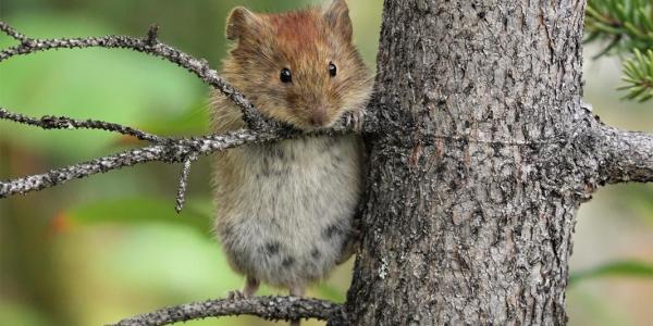 Une souris au pelage rougeâtre à côté d'un tronc d'arbre