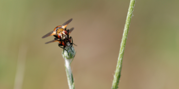 Foto der Gattung Gymnosoma (© Lisa Fisler)