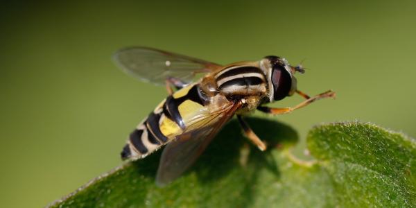 Helophilus trivittatus