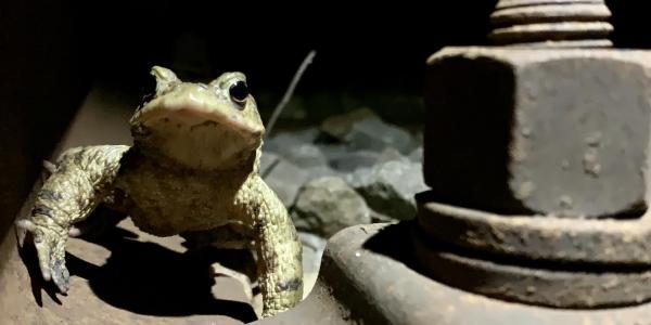 Crapaud commun sur une voie ferrée