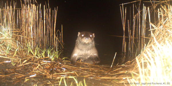Observation d'une loutre à Saint-Gall © Amt für Natur, Jagd und Fischerei, Kt. SG