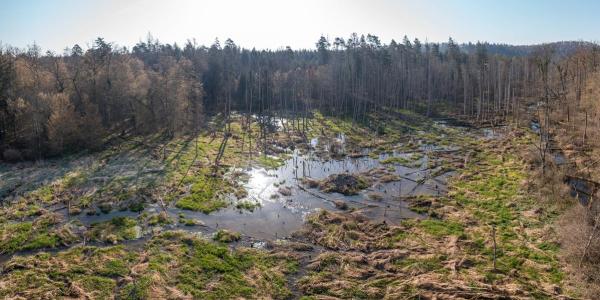 Drohnenaufnahme eines Biberreviers im Wald