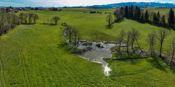 Prairie avec plan d'eau