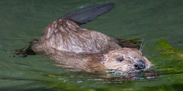 Castor qui nage dans l'eau
