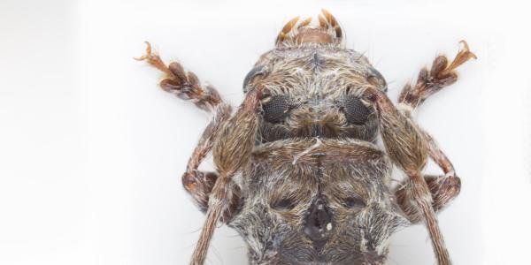 Habitus du spécimen de Pogonocherus perroudi perroudi capturé à Savièse (VS) en 2024 (©Andreas Sanchez).