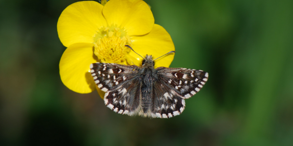 Pyrgus malvoides © Yannick Chittaro