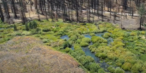 Verbrannte Landschaft mit einem grünen Bereich mit Wasser