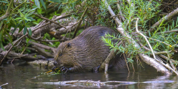 castor au bord de l'eau
