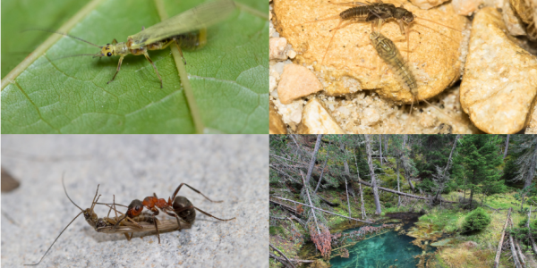Fotocollage von Insekten