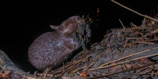 Castor avec de la boue sur la hutte (© Christof Angst)