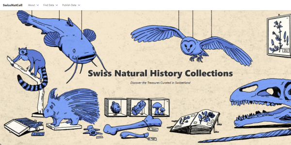 Swiss Natural History Collections © Illustrations by Amélie Cochet