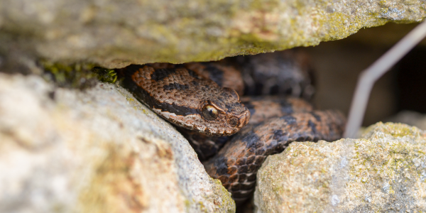 Vipera aspis © Lucie Gaspari