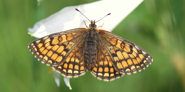 Melitaea parthenoides 1 Femelle © Yannick Chittaro