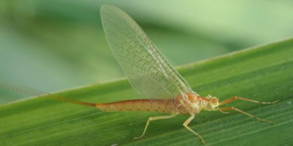 Insecte: éphémère Potamanthus luteus