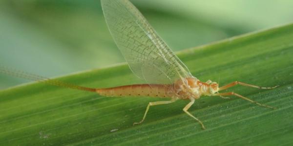 Insekt: Eintagsfliege Potamanthus luteus