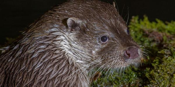 Fischotter (© Stéphane Raimond)