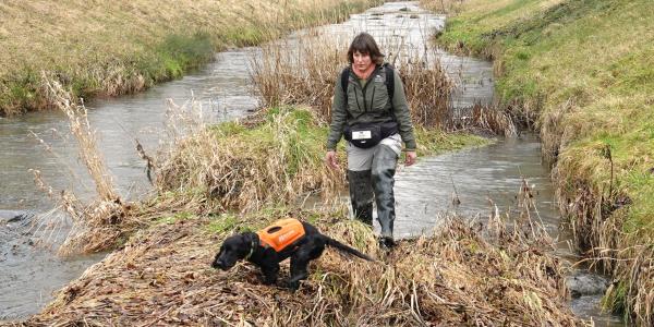 Les chiens détecteurs d’espèces (© Sarah Hummel)