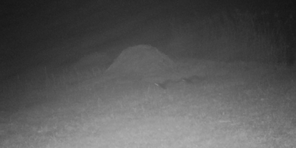 Fischotter auf der Wildtierkamera (© Amt für Jagd und Fischerei, Kanton Graubünden)