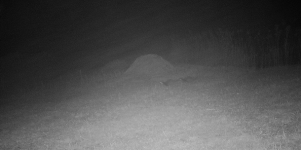 Des loutres filmées par une caméra de la faune sauvage (© Amt für Jagd und Fischerei, Kanton Graubünden)