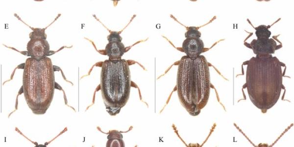 Sechzehn Käferarten