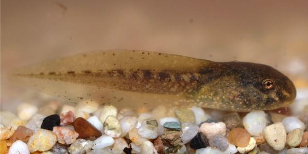 Larve d'amphibien - Alytes obstetricans © Ursina Tobler