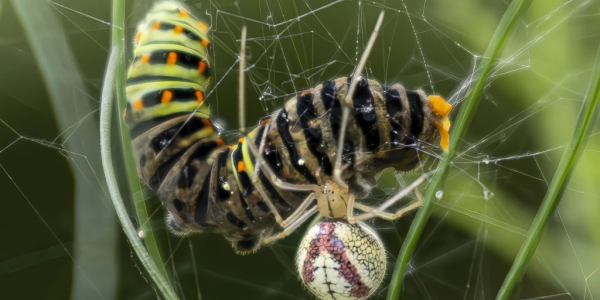 Théridion ovoïde/Théridion bordé et chenille de Machaon (© T. Kawecki)