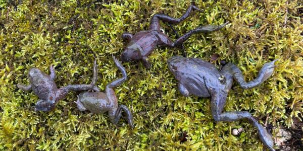 Des grenouilles mortes dans la mousse