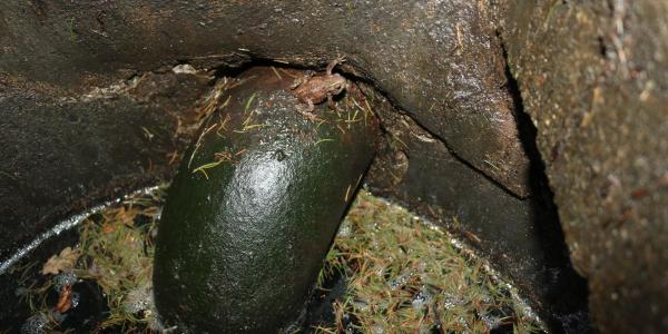 Un jeune crapaud commun coincé dans une bouche d'égout (©Jean-Baptiste Evard).
