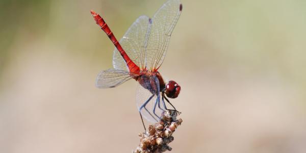 Männchen der Blutroten Heidelibelle (Sympetrum sanguineum). © Raphael Krieg