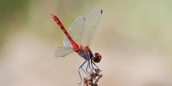 Männchen der Blutroten Heidelibelle (Sympetrum sanguineum). © Raphael Krieg
