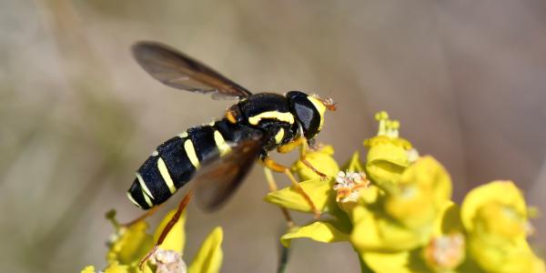 Syrphidés